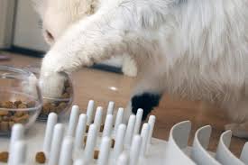 Cats have a natural instinct to hunt for prey and being fed from a bowl can cause them to be understimulated or to eat too fast. Food Puzzles For Pets Best Friends Animal Society
