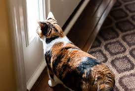1 primary hlh results from genetic mutations, while secondary hlh is attributed to viral infection, malignancy or autoimmune condition. Does Your Cat Have Separation Anxiety Softpaws Com