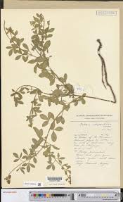 Image result for Crotalaria chrysochlora