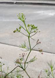 Image result for Apium leptophyllum