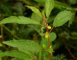 Image result for Corchorus tridens