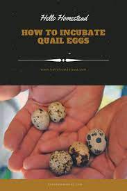 How To Incubate Quail Eggs Quail Raising Quail Quail Eggs