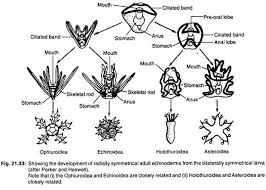 Echinoderms Classification Habitat And Affinities