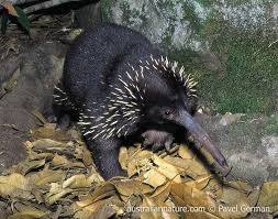 Eastern Long Beaked Echidna Echidna Wild Animals Photography Unique Animals