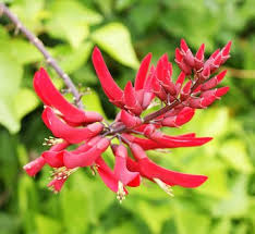 Image result for Erythrina lysistemon