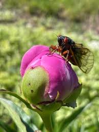 Cicadas across Illinois