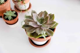 Do watch out on very hot and sunny days. Succulents Plant Care Growing Guide