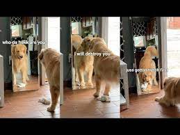 This Is What Happens When My Dog Sees His Reflection Puppy Vs Mirror Youtube Cute Puppies Cute Puppy Videos Cute Puppy Breeds