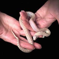Richard Allen On Instagram Stillwater Hypo White Sided Bull Snake At Reptile Rapture Www Reptilerapture Net Bullsnake Snakesofinstagra Snake Bull Reptiles