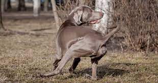 Pet Care Health Conditions Ataxia Cerebellar Petpremium