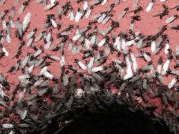 First, you need to make sure that you really have ants and not termites. The Amazing Secrets Behind Flying Ant Day