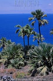 Image result for Latania loddigesii