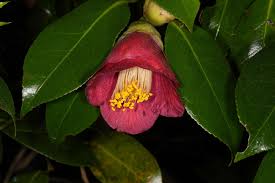 Image result for Theaceae