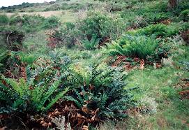 Image result for Eccoptocarpha