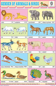 Animals Charts Indian Book Depot Map House Learn Hindi