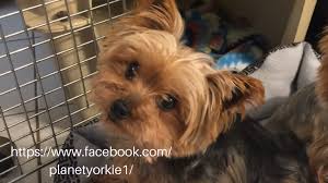 The yorkie poo is a designer crossbreed between a yorkshire terrier and a toy or miniature poodle. Yorkie Yorkie Poo Puppies Fun Videos And Pics Memes Of Our Gorgeous Michigan Pups For Sale Yorki Yorkie Puppy For Sale Yorkie Poo Puppies Cute Puppy Breeds