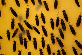 Ver De Farine Et Mouche Soldat Noire Delices Industriels Pour Animaux Sciences Et Avenir