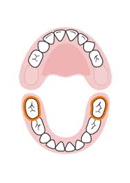 Baby Teething Timeline Everything Babies Grandbabies