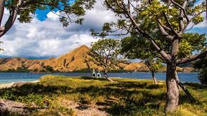 Fakta Menarik Pulau Sabu Destinasi Unik Di Nusa Tenggara Timur Reservasi Travel Blog