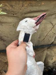 Only 3 months till early goose..