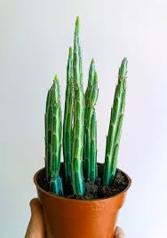 Image result for Kleinia