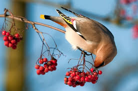 Znalezione obrazy dla zapytania jesienne ptaki