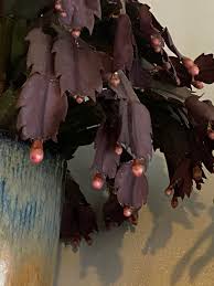 Like most succulents, the christmas cactus isn't very hard to keep alive, but it still needs some fairly specific conditions if you want it to be in full bloom for your christmas feast. Apparently Leaving Your Christmas Cactus Outside Forgetting To Water It Letting It Get Sunburned And Exposing It To Some Overnight Freezing Temps Is What It Takes To Get It To Bloom Again