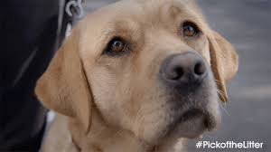 Dog Waiting Gif By Ifc Films Find Share On Giphy We first use the door as the prompt, but later a wait can be executed anywhere. dog waiting gif by ifc films find