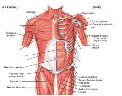 The back comprises the dorsal part of the neck and the torso (dorsal body cavity) from the occipital bone to the top of the tailbone. Front Torso Muscle