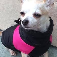 Gilet Style Water Resistant Padded Chihuahua Or Small Dog Coat Is A Lovely Black With Hot Pink Jacket We Love This Little Dog Coats Small Dog Coats Chihuahua