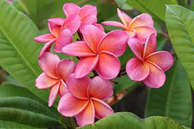 This Seasons Best Plumeria Blooms Plumeria Kimo Plumeria Flowers Plumeria Frangipani