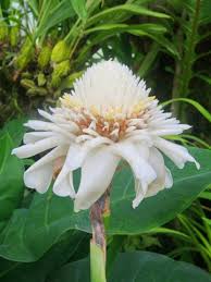 Image result for Etlingera elatior