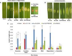 Any disease management (dm) strategy should be focused on breaking up the. Frontiers A Pathovar Of Xanthomonas Oryzae Infecting Wild Grasses Provides Insight Into The Evolution Of Pathogenicity In Rice Agroecosystems Plant Science