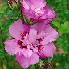 Image result for Hibiscus seineri