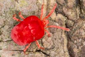 Image result for red mite