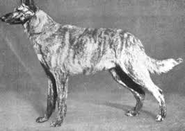 We did not find results for: Ultimate German Shepherd Guide Puppies Behavior Study Raising Training Gsd Dog Brindle German Shepherd Dog The Lost Pattern