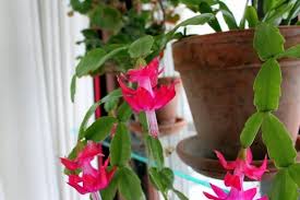 Cacti are a plant species belonging to the cactaceae family and native to dry and arid environments around the world. November Brilliance The Thanksgiving Cactus Schlumbergera Truncate Kevin Lee Jacobs