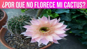 ¿quieres aprender cómo hacer que tus cáctus florezcan de una vez por todas? Como Hacer Que Los Cactus Tengan Flores Florezcan Youtube