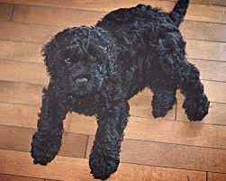 Black Cockapoo S Are So Adorable Cockapoo Grooming Poodle Mix Dogs Cockapoo