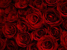 Dark Red Roses Decorative Wallpaper Dark Red Rose Wallpaper Hd 1400x1050 Wallpaper Teahub Io Download dark red rose from above resolutions. dark red roses decorative wallpaper