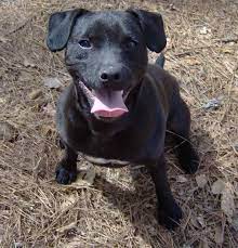 Even though they are similar to other terriers but at. Where To Find Patterdale Terrier Puppies For Sale Dogable