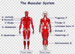 The Muscular System Anatomical Chart Human Body Muscle