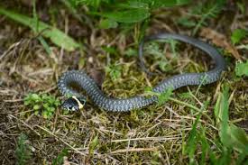 Something is digging holes in the slope next to one of our block walls and they aren't small holes!:scared1: Home Remedies To Keep Snakes Away Snake Control And Prevention