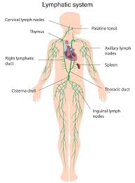 In the human body, there are five vital organs that people need to stay alive. Lymph Nodes Healthdirect