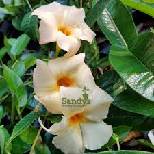 Mandevilla Apricot Color Flower Lot Of 2 Starter Plants Walmart Com Walmart Com