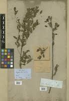 Image result for Phyllanthus polyspermus