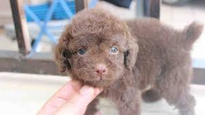 We did not find results for: Toy Poodle Price Temperament Life Span