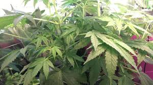Growing weed in an aerogarden: Aerogarden Marijuana Growing Easiest Way To Grow Weed Beginners