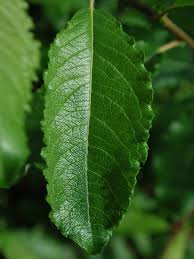 Image result for Salicaceae