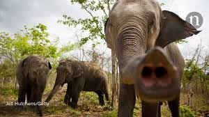 Home » pictures of elephants. Elephants Have A Nose For Portion Size Research Highlights